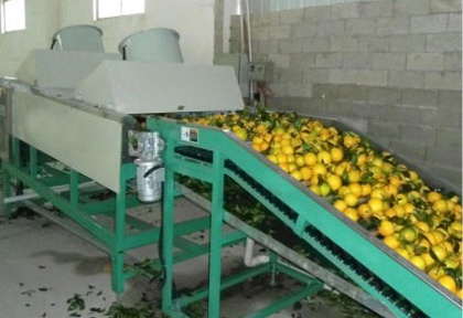 水果分级机